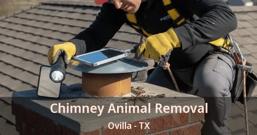 Chimney Animal Removal Ovilla - TX
